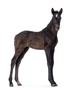 1 aylık koyu kahverengi Endülüs atı diğer adıyla pura raza espanola, yan yolda duruyor. Kameraya doğru bakıyorum. Beyaz bir arkaplanda izole edilmiş.