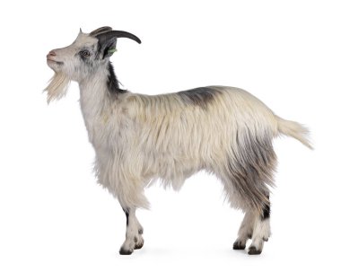 Neredeyse gülümseyen beyaz Hollanda landrace keçisi, yan yana duruyor. Başını kaldırmış ve kameradan uzağa bakıyor. Beyaz bir arkaplanda izole edilmiş.