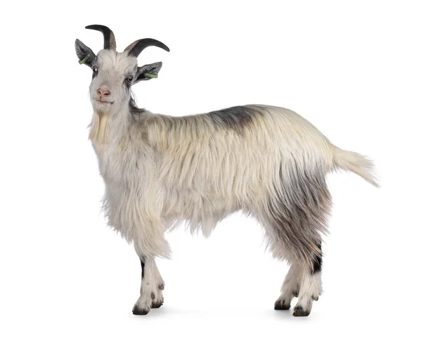 stock image Sweet almost smiling white Dutch landrace goat, standing side ways. Head turned and looking  to camera. Isolated on a white background.