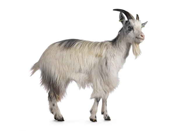 stock image Dutch landrace goat on white background