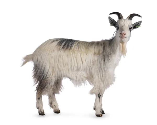 Sweet Almost Smiling White Dutch Landrace Goat Standing Side Ways — Stock Photo, Image