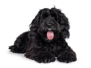Şirin siyah Labradoodle, yüz üstü uzanıyor. Doğrudan kameraya bakıyorum. Dil dışarı, nefes nefese. Beyaz bir arka planda izole edilmiş. Öne bak..