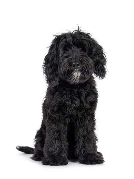 可爱的黑色拉布拉多狗 坐在前面 直视镜头 被白色背景隔离 — 图库照片