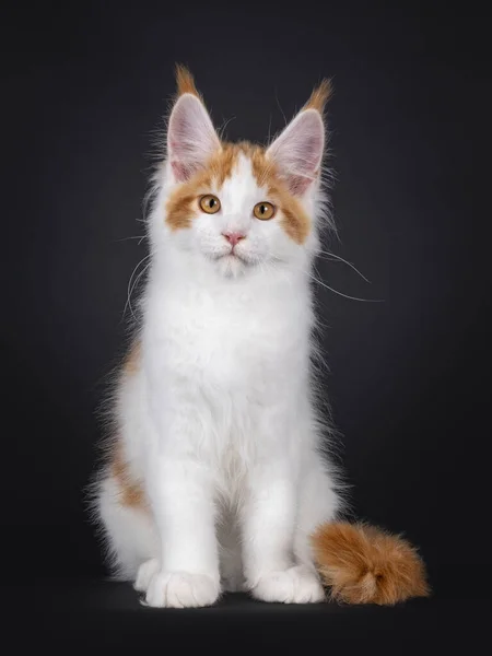 Bonito Branco Com Vermelho Maine Coon Gato Gatinho Sentado Frente — Fotografia de Stock
