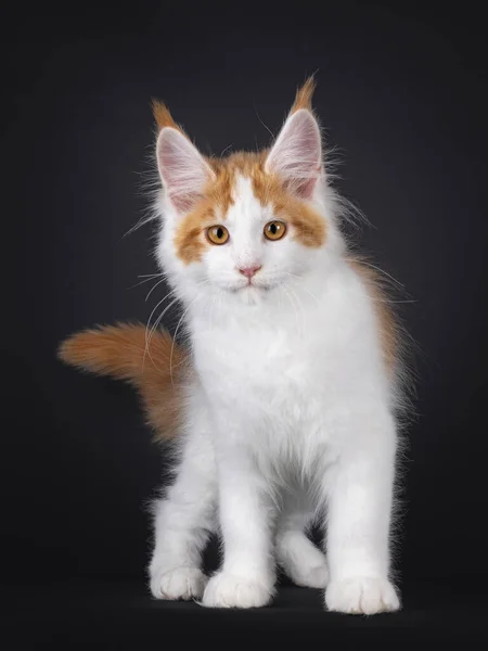 Bonito Branco Com Vermelho Maine Coon Gato Gatinho Frente Estou — Fotografia de Stock
