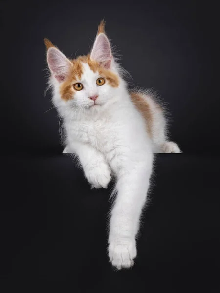 Bello Bianco Con Gattino Gatto Rosso Maine Coon Sdraiato Sul — Foto Stock