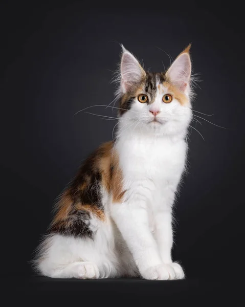Adorable Tortie Maine Coon Cat Kitten Sitting Side Ways Looking — Stock Photo, Image