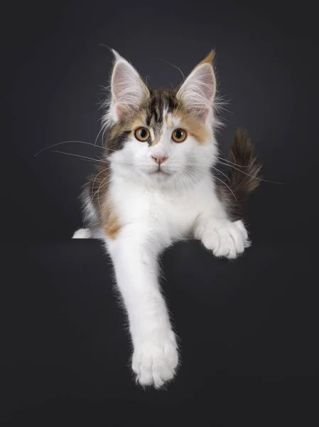 Entzückendes Schildpatt Maine Coon Katzenkätzchen Das Mit Herunterhängender Vorderpfote Auf — Stockfoto