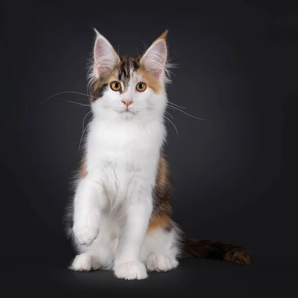 Entzückende Schildpatt Maine Coon Katzenkätzchen Sitzend Mit Dem Gesicht Nach — Stockfoto
