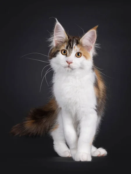Adorable Tortie Maine Coon Cat Kitten Walking Camera Looking Straight — Stock Photo, Image