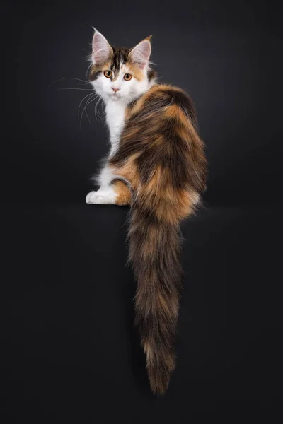 Entzückendes Schildpatt Maine Coon Katzenkätzchen Das Rücklings Auf Der Kante — Stockfoto