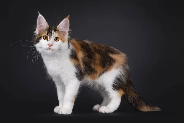 Привабливий Торті Maine Coon Kitten Стоячи Навпроти Дивлячись Бік Камери — стокове фото
