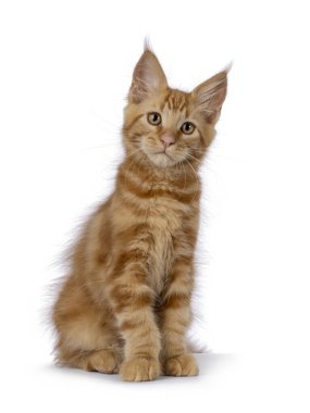 Görkemli kırmızı Maine Rakun kedi yavrusu, hafifçe yana döndü. Kameranın yanına güzel bir kafayla bakıyor. Beyaz bir arkaplanda izole edilmiş.