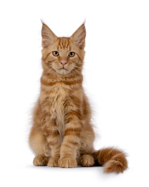 Majestic Vermelho Maine Coon Gato Gatinho Sentado Frente Olhando Para — Fotografia de Stock