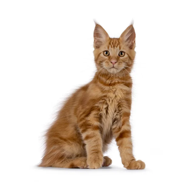 Majestic Red Maine Mýval Kočka Koťátko Sedí Bokem Dívám Kameru — Stock fotografie