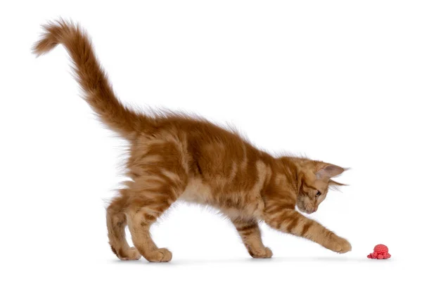 Stock image Majestic red Maine Coon cat kitten, walking side ways and playing with knitted toy in octapus shape. Looking away from camera. Isolated on a white background.