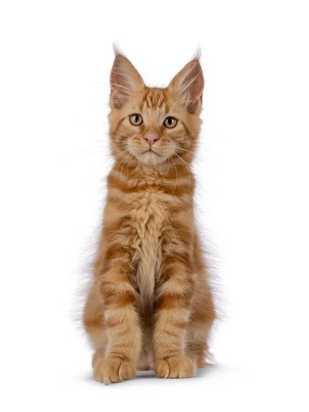 Görkemli Kırmızı Maine Rakun Kedi Yavrusu Yüzü Önde Oturuyor Kameraya — Stok fotoğraf