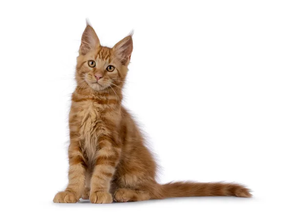 Majestic Red Maine Mýval Kočka Koťátko Sedí Čelem Dopředu Dívám — Stock fotografie