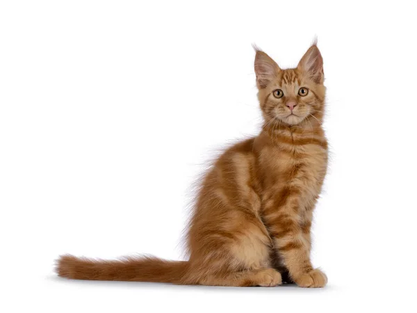 Majestic Red Maine Mýval Kočka Koťátko Sedí Bokem Dívám Kameru — Stock fotografie