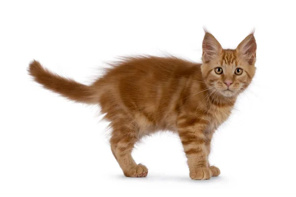 Görkemli Kırmızı Maine Rakun Kedi Yavrusu Yan Yana Duruyor Kameraya — Stok fotoğraf