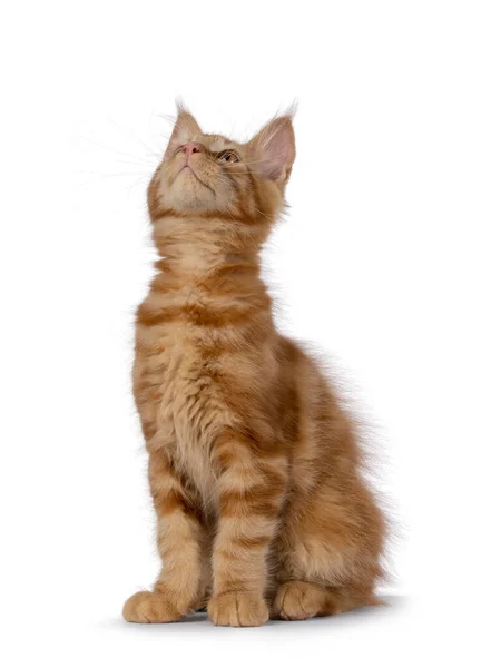 Majestuoso Gato Rojo Maine Coon Sentado Frente Frente Mirando Arriba — Foto de Stock