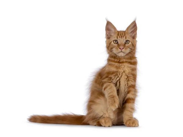 Majestic Rood Maine Coon Kat Kitten Zitten Zijwaarts Met Een — Stockfoto