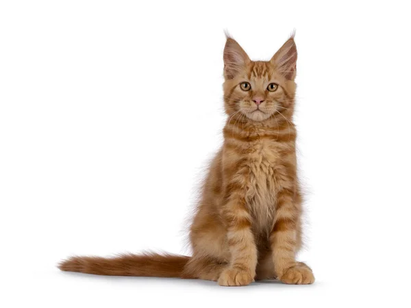 Majestic Vermelho Maine Coon Gato Gatinho Sentado Frente Olhando Para — Fotografia de Stock