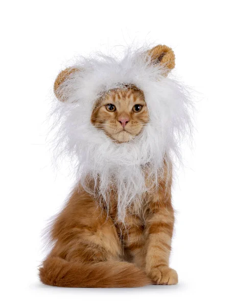 stock image Majestic red Maine Coon cat kitten, sitting up facing front wearing fake white lion manes. Looking towards camera. Isolated on a white background.