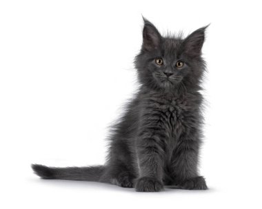 İnanılmaz mavi Maine Rakunu kedi yavrusu, yan yana oturuyor. Doğrudan kameraya bakıyorsun. Beyaz bir arkaplanda izole edilmiş.