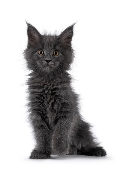 Incredibile Solido Gattino Gatto Maine Coon Blu Seduto Fronte Con — Foto Stock
