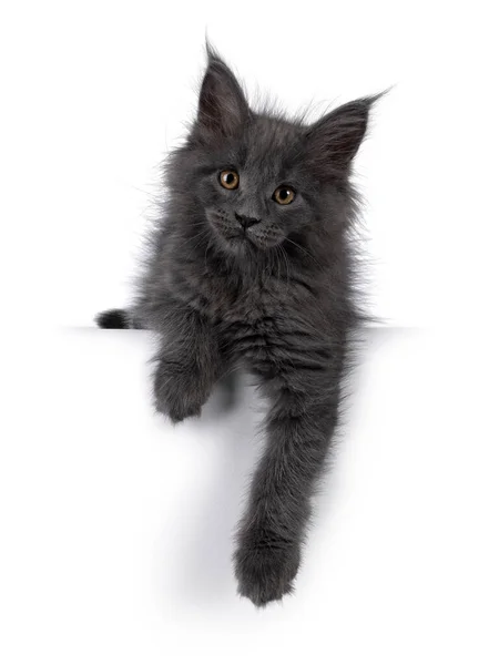 Fantastiska Solid Blå Maine Coon Katt Kattunge Liggande Ner Vänd — Stockfoto