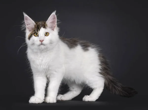 Χαριτωμένο Γατάκι Γάτας Μέιν Ρακούν Στέκεται Πλάι Κοιτάζω Κατευθείαν Προς — Φωτογραφία Αρχείου