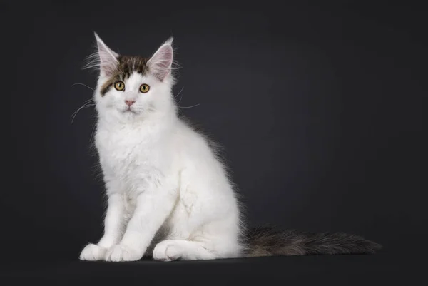 Cute Maine Coon Cat Kitten Sitting Side Ways Looking Straight — Stock Photo, Image