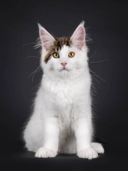 Słodki Kotek Maine Coon Siedzi Twarzą Przodu Patrzę Prosto Kamerę — Zdjęcie stockowe