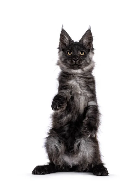 Привабливе Чорне Димове Кошеня Maine Coon Сидить Спереду Meerkat Дивиться — стокове фото