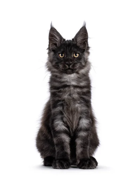 Förtjusande Imponerande Svart Rök Maine Coon Katt Kattunge Sitter Upp — Stockfoto