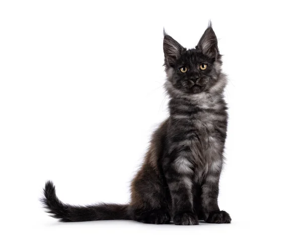 Rozkošný Černý Kouř Maine Mýval Kočka Koťátko Sedí Bokem Dívám — Stock fotografie