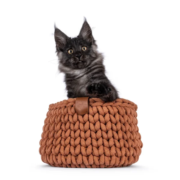 Adorável Fumaça Preta Impresive Maine Coon Gato Gatinho Sentado Laranja — Fotografia de Stock