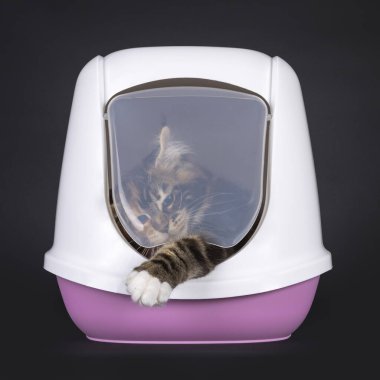 Muhteşem Tortie Maine Rakun kedi yavrusu, kapüşonlu çöp kutusundan çıkmaya çalışıyor. Doğruca kameraya bakıyor. Siyah bir arkaplanda izole edilmiş.