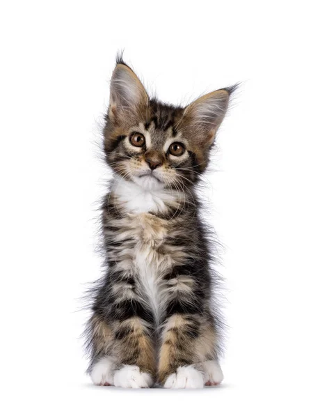 Super Sweet Classic Brown Tabby White Maine Coon Cat Kitten — Stock Photo, Image