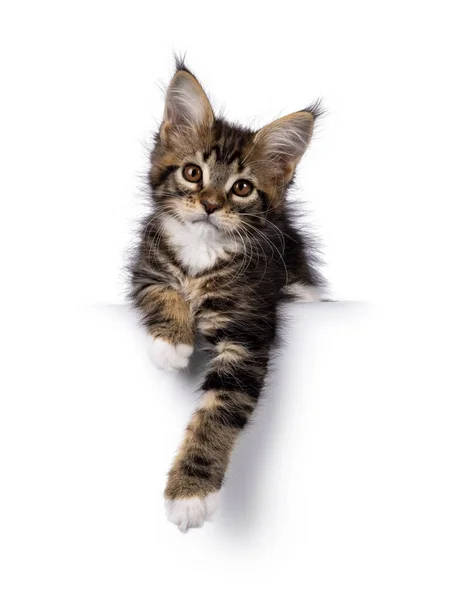 Super Sladký Klasický Hnědý Tabby Bílým Koťátkem Mainské Mývalí Kočky — Stock fotografie