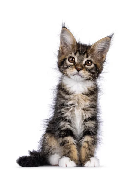 Super Sweet Classic Brown Tabby White Maine Coon Cat Kitten — Stock Photo, Image