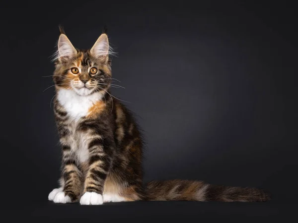 Fantastisches Schildpatt Maine Coon Katzenkätzchen Das Seitlich Aufsitzt Blickt Direkt — Stockfoto