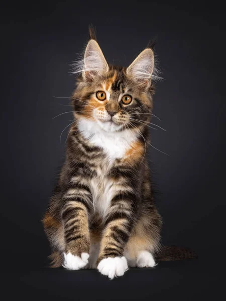 Muhteşem Tortie Maine Rakun Kedi Yavrusu Yüzü Önde Oturuyor Doğruca — Stok fotoğraf