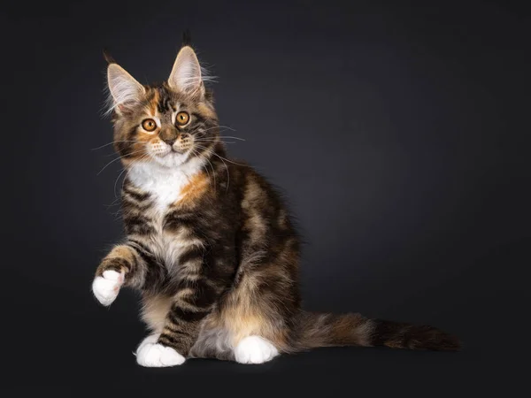 幻想的なトルティーメインの繭の猫の子猫は 1つの足でこんにちはと言うように立ち上がる側の方法に座っている カメラの方をまっすぐ見る 黒い背景に隔離された — ストック写真