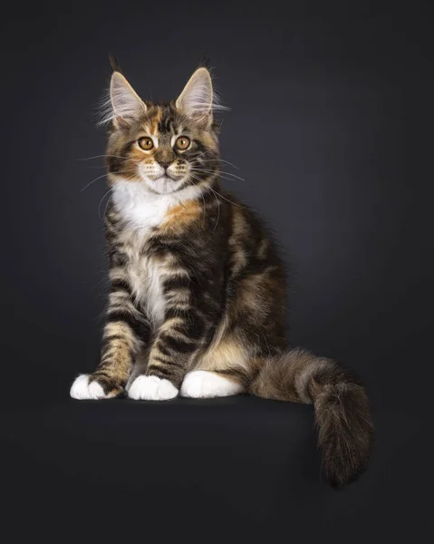 Fantastisches Schildpatt Maine Coon Katzenkätzchen Das Seitlich Aufsitzt Und Den — Stockfoto