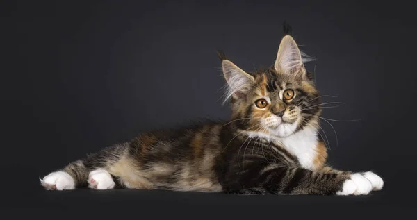 幻想的なトーティーメインコーン猫子猫は 横に敷設します カメラの方をまっすぐ見る 黒い背景に隔離された — ストック写真