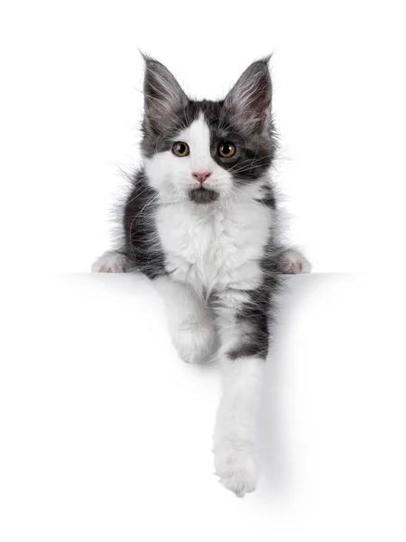 Entzückender Schwarzer Rauch Mit Weißen Maine Coon Katzenkätzchen Die Sich — Stockfoto