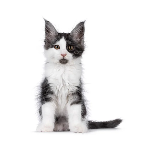 Rozkošný Černý Kouř Bílým Koťátkem Mainské Mývalí Kočky Sedící Vpředu — Stock fotografie