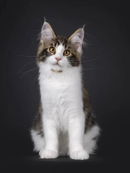 Ausdrucksstarkes Schwarz Gestromtes Bicolor Maine Coon Katzenkätzchen Sitzend Nach Vorne — Stockfoto